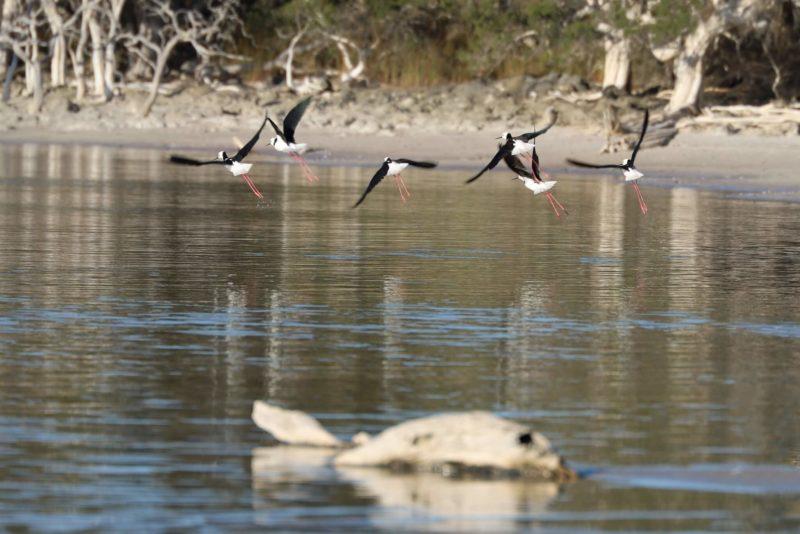 uccelli dalle zampe rosse al windabout lake, a sud del western australia
