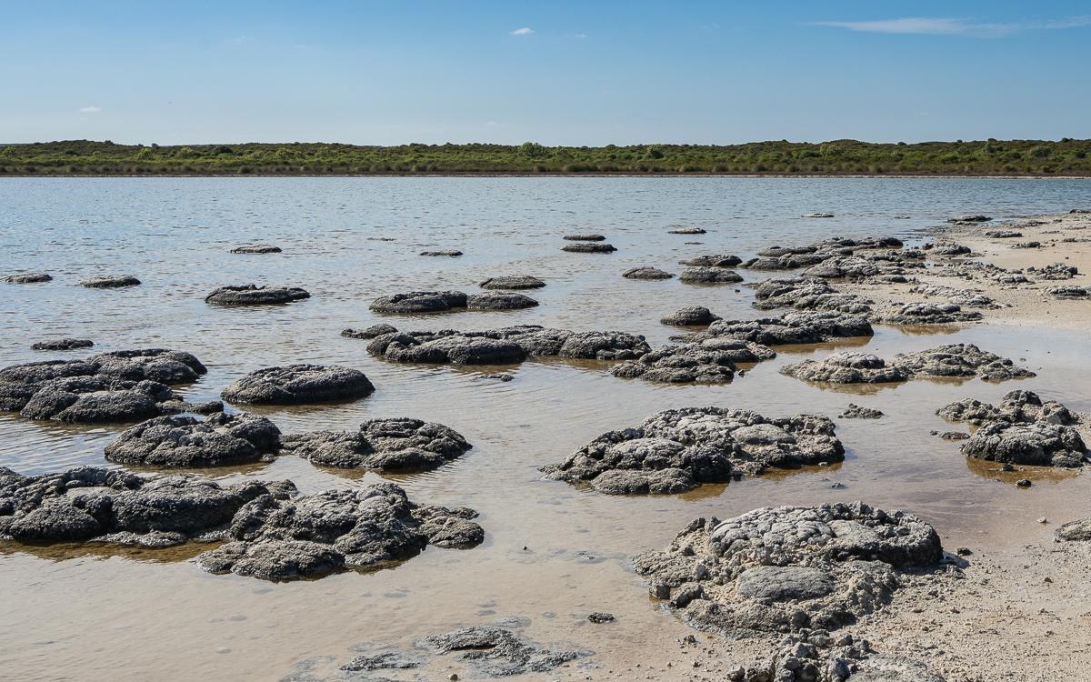 Stromatolithen, Lake Thetis, Cervantes (Western Australia)