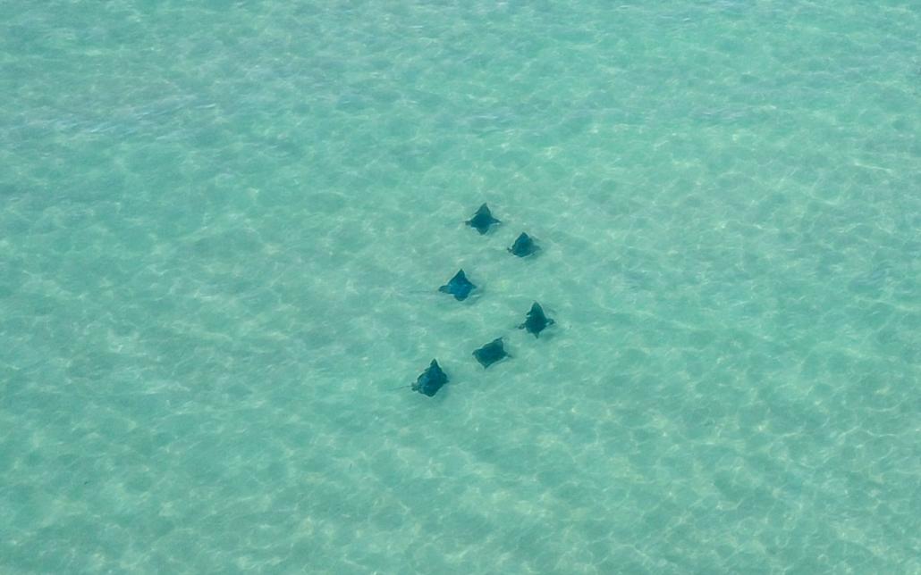 Stachelrochen Francois Peron Nationalpark Australien