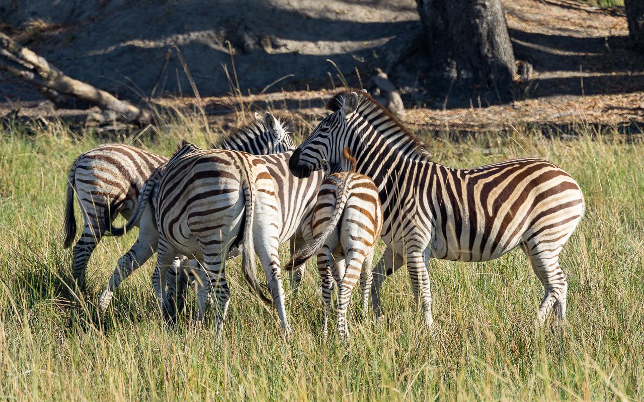 okavango-delta-zebras