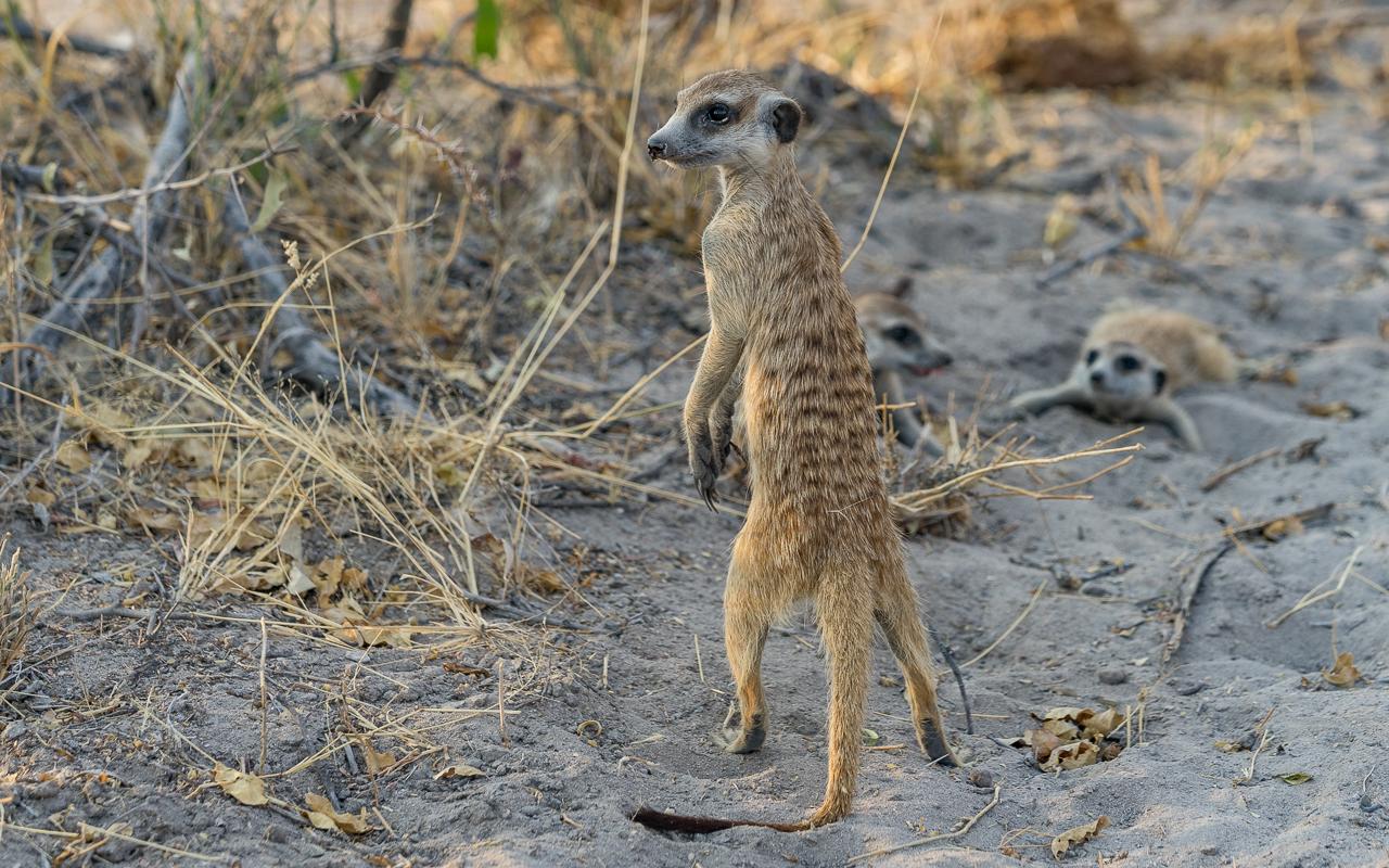 gweta-ntwewe-pan-meercats-2
